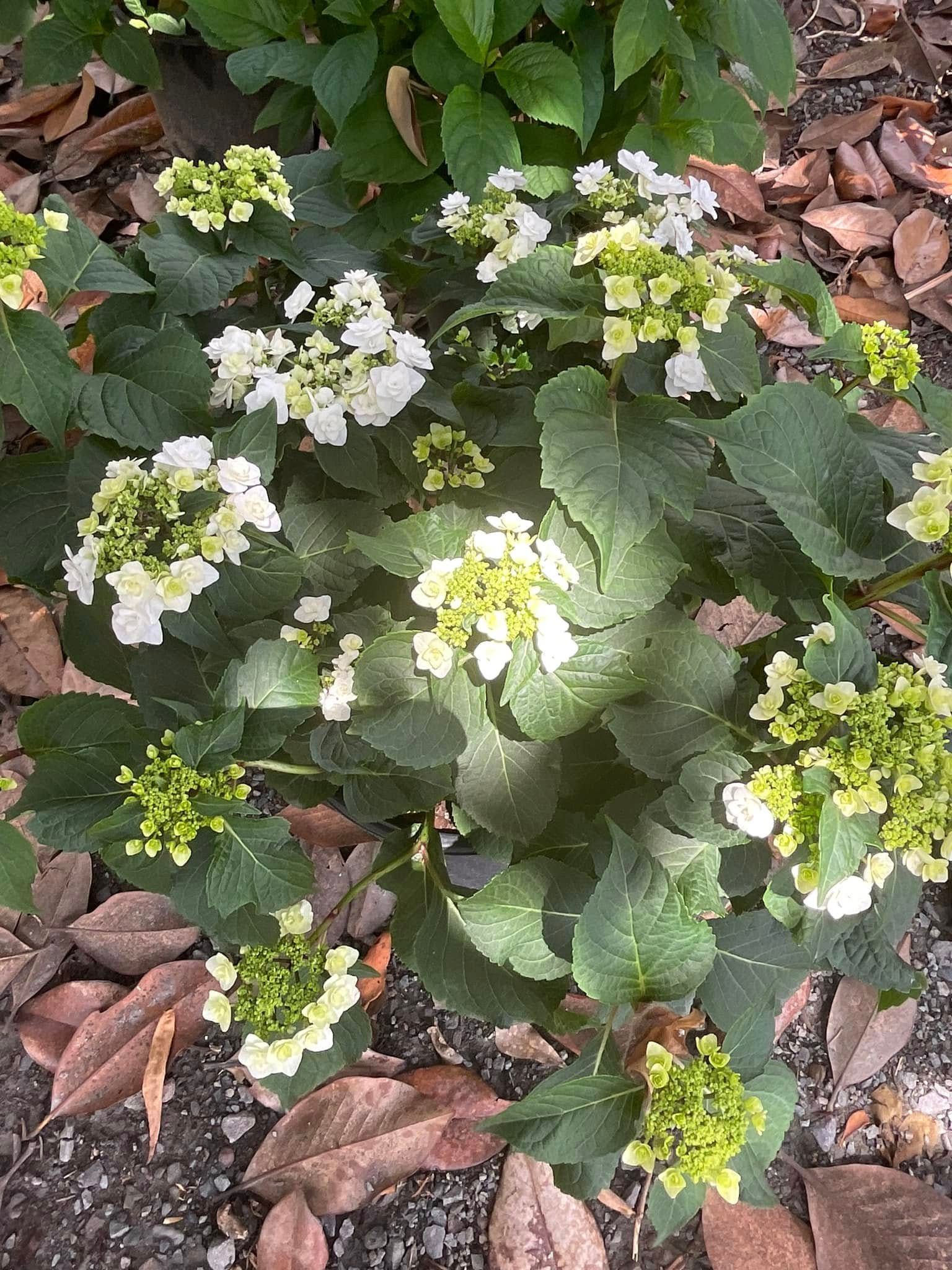 Hydrangea shrub with white and light green flower clusters, surrounded by green leaves.