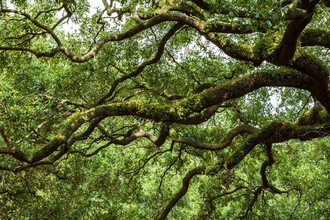 The Social Oak
