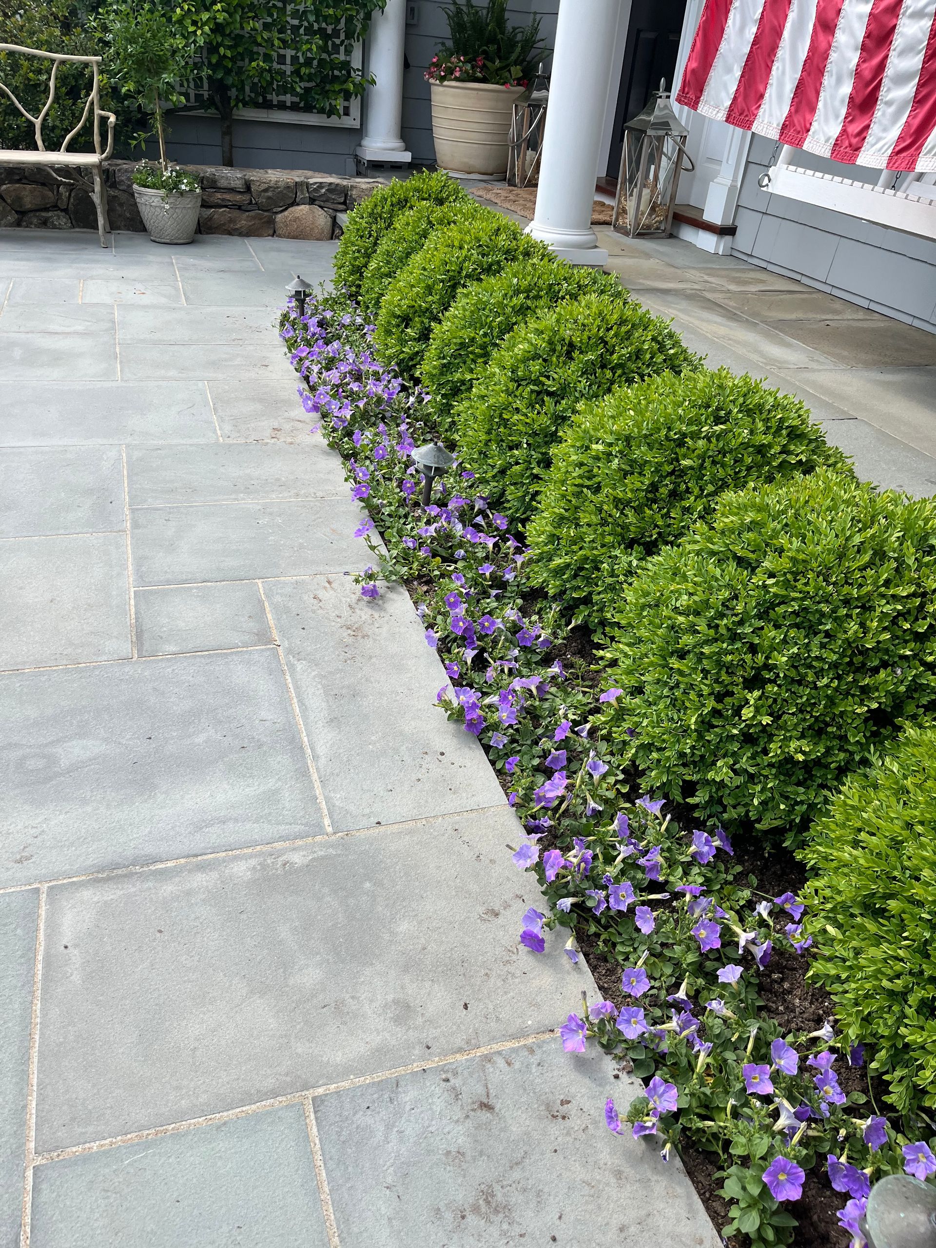 Row of trimmed green bushes with purple flowers along a stone walkway next to a building.