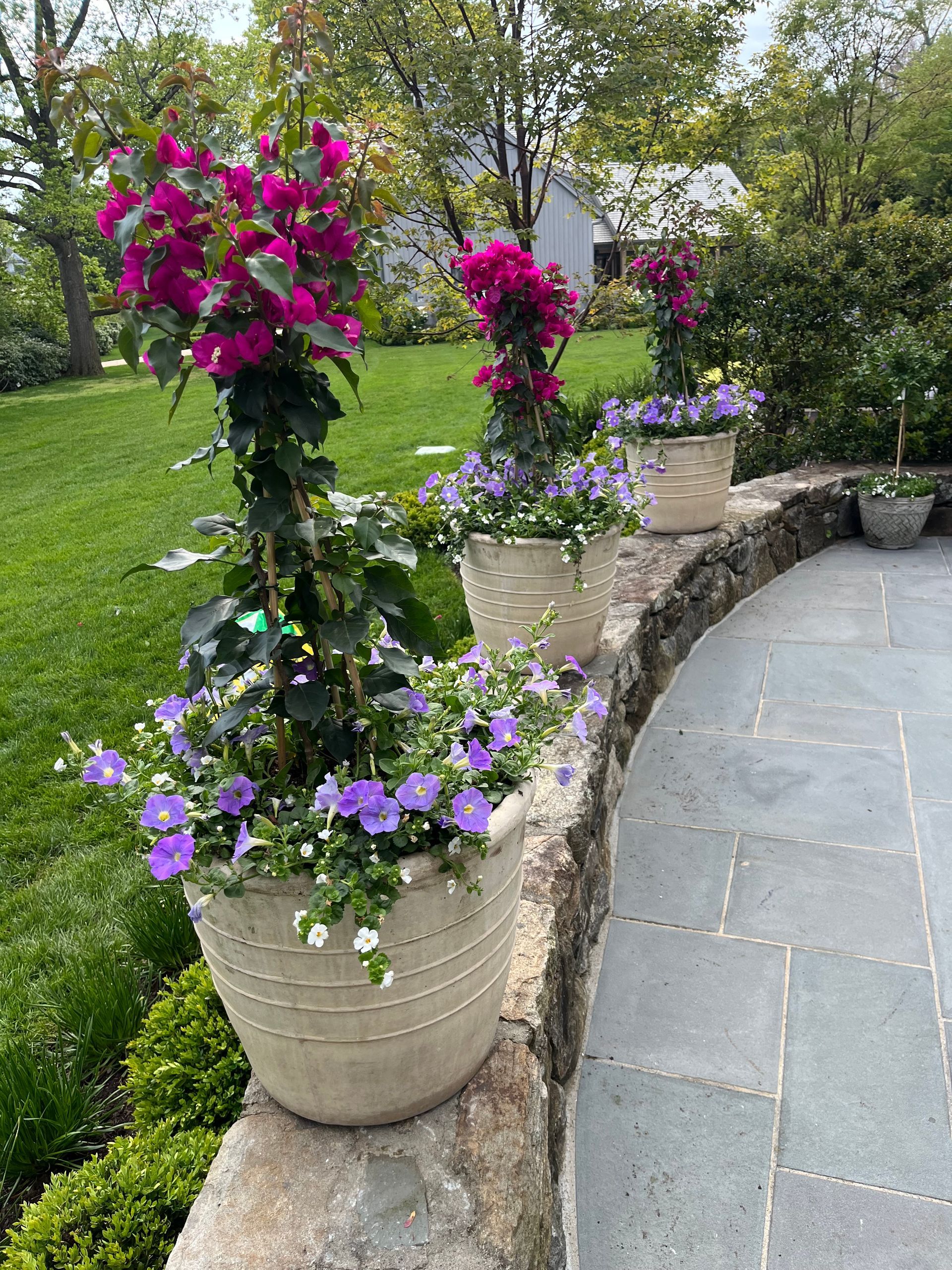 Three stone planters with pink bougainvillea and purple flowers sit on a stone wall overlooking a green lawn.