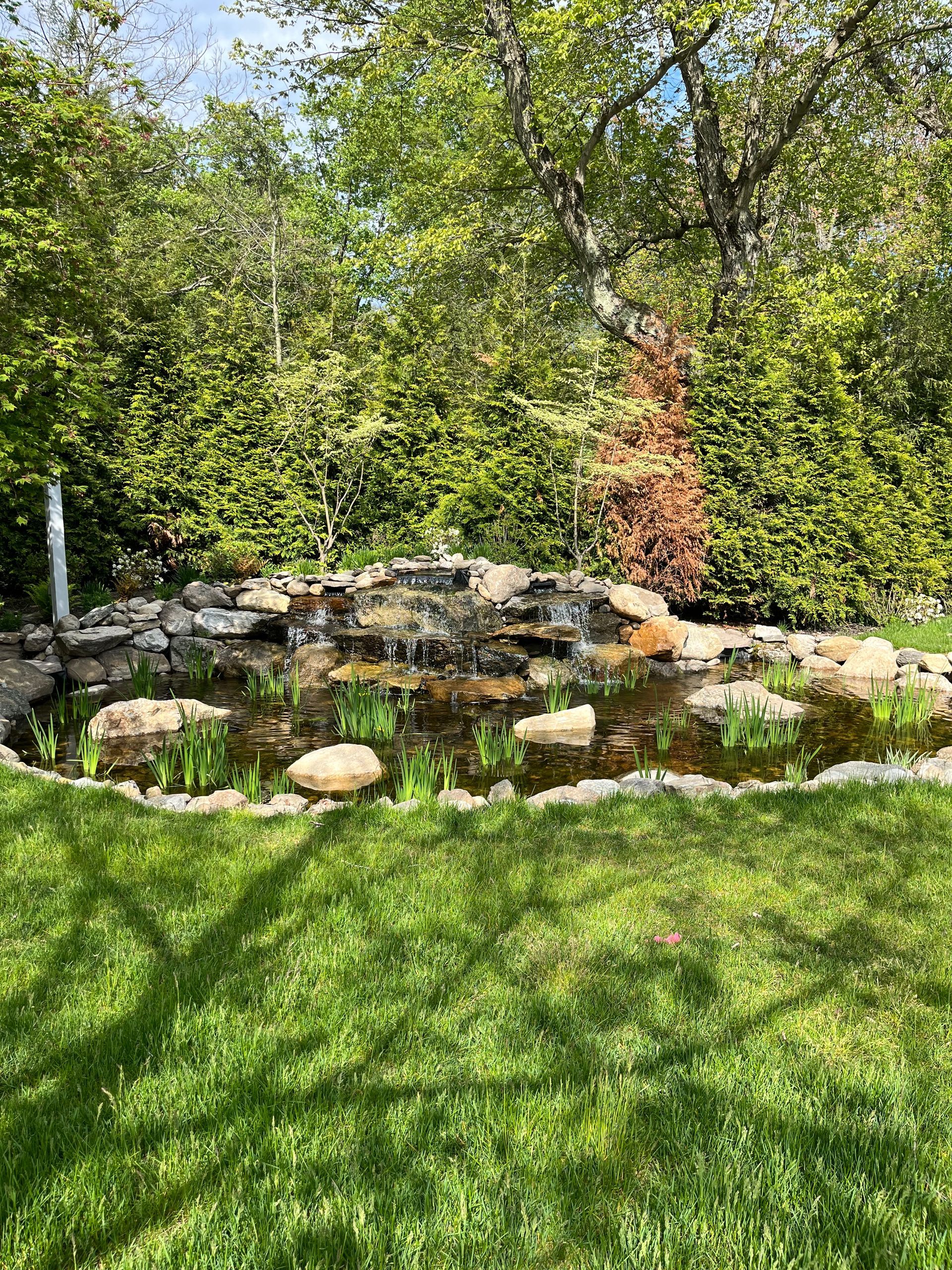 Pond with waterfall feature in a backyard, surrounded by lush green grass and trees.
