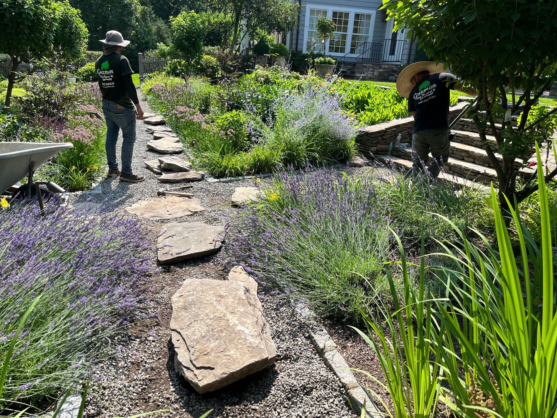 Two landscapers placing stepping stones in a garden with lavender and other plants.
