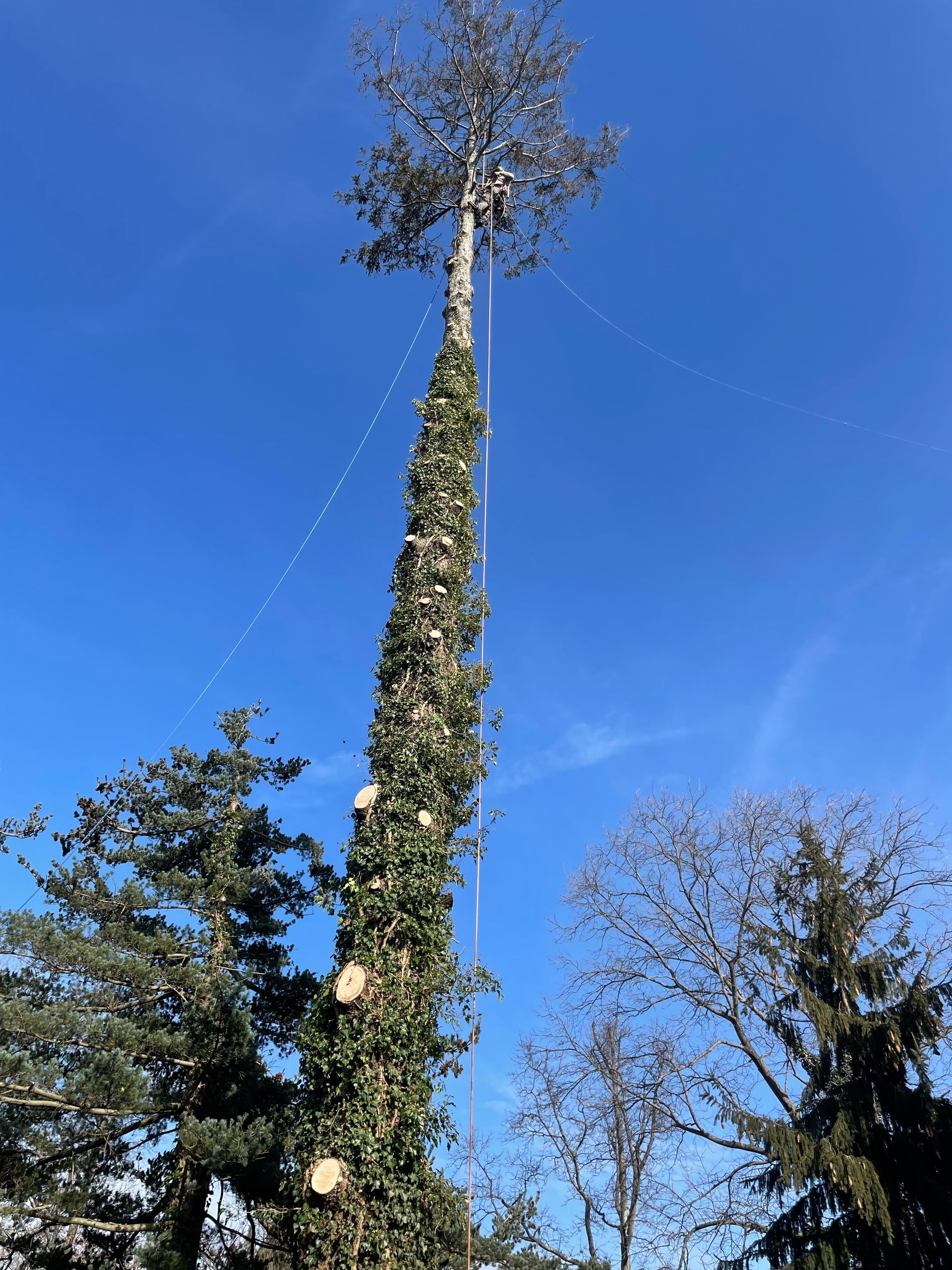 Tall tree being pruned, covered in vines. Clear blue sky overhead.
