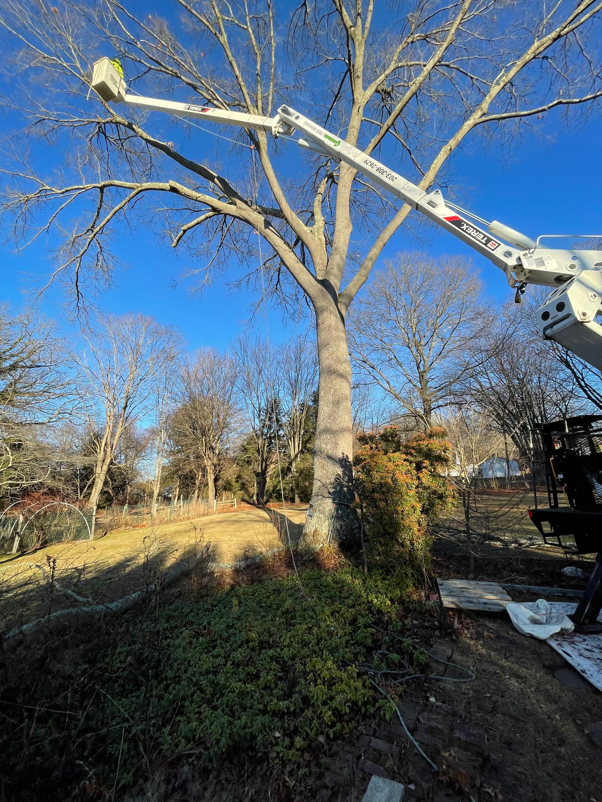 Tree trimming: a white bucket truck reaches a bare tree against a blue sky; sunny setting.