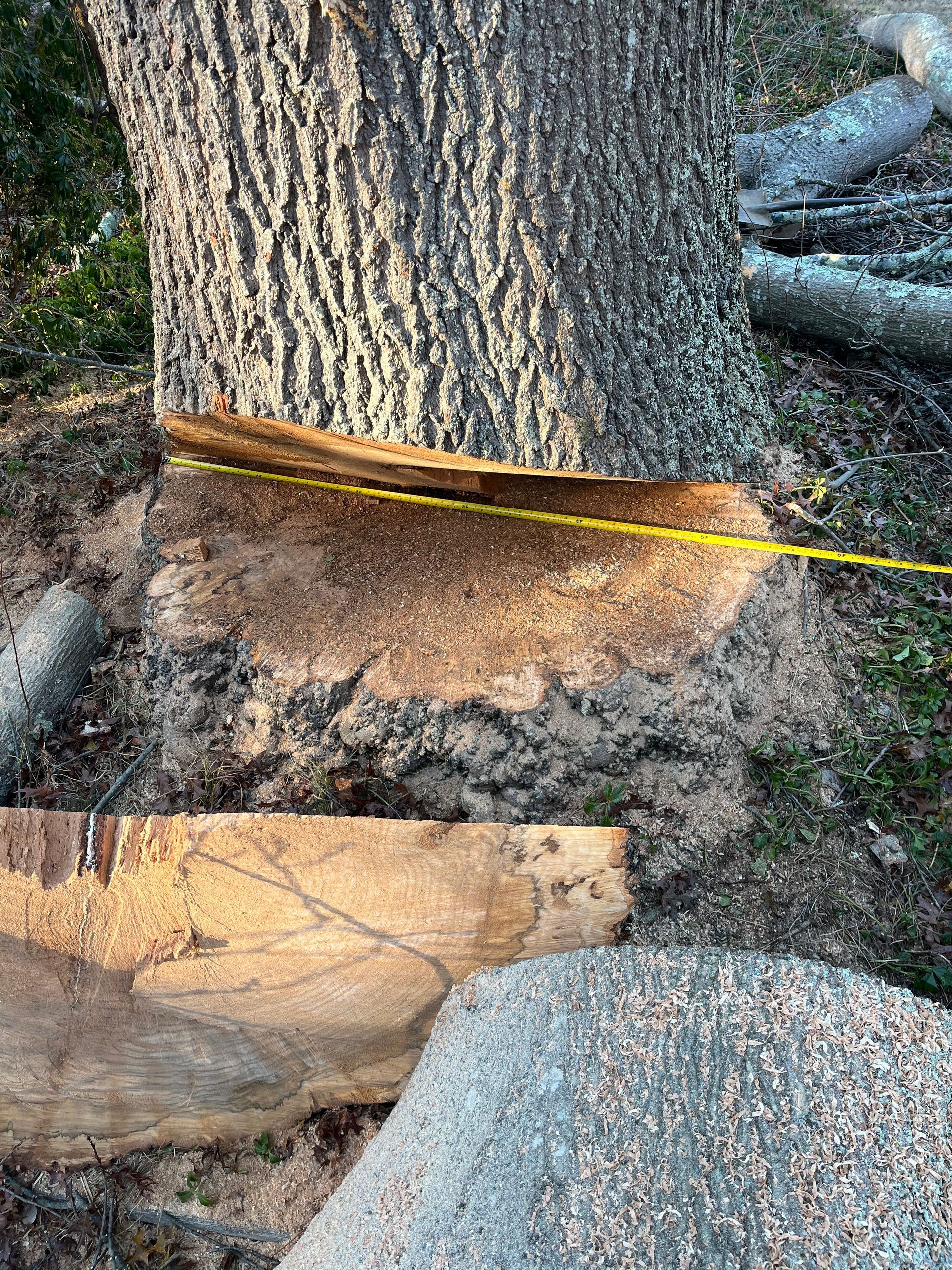 Base of a tree trunk cut horizontally, yellow tape marking cut area, on sandy soil.