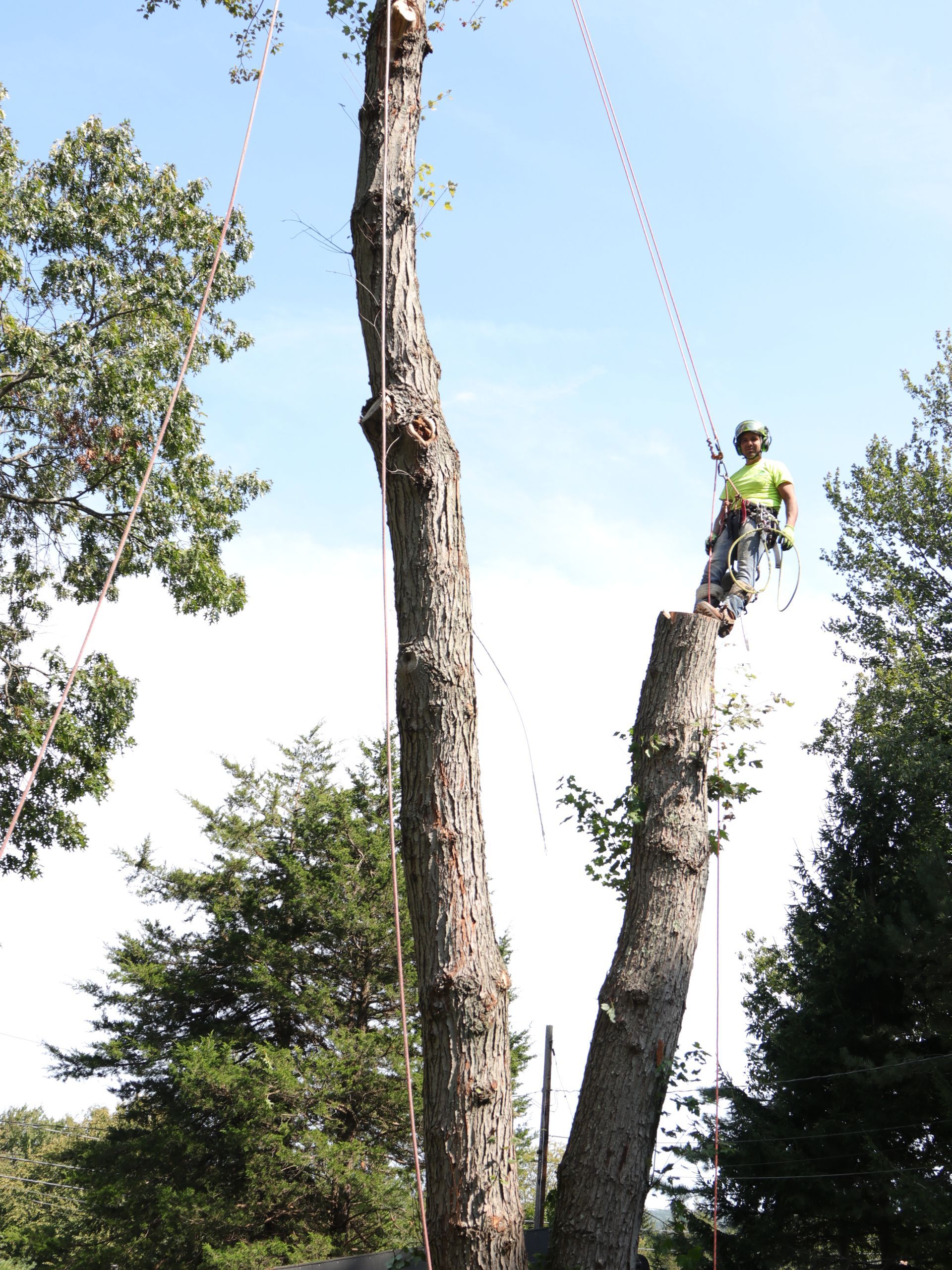 Arborist high in a tree cutting branches, blue sky, safety ropes visible.