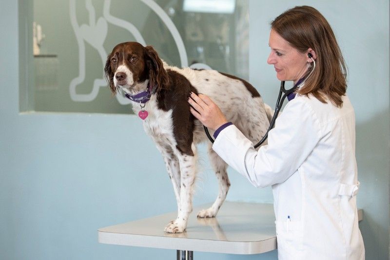 A female veterinarian is examining a brown and white dog with a stethoscope.