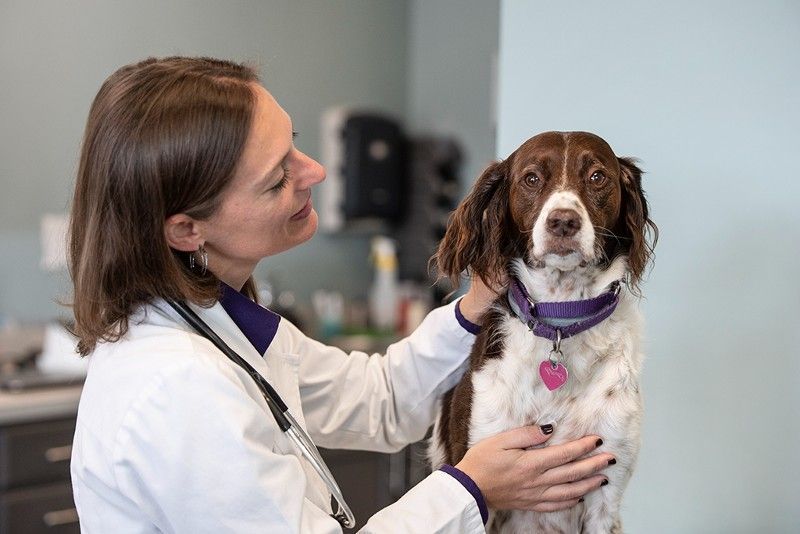 A female veterinarian is examining a brown and white dog.