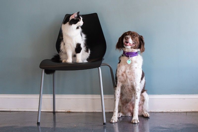 A dog and a cat are sitting next to each other on a chair.