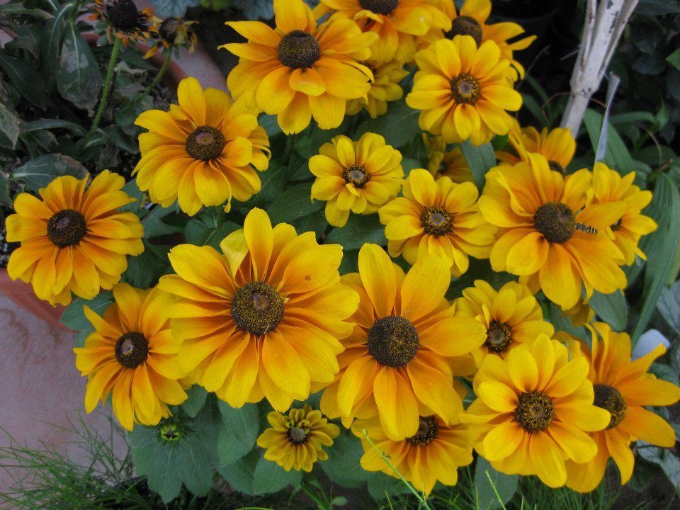 A bunch of yellow flowers with brown centers