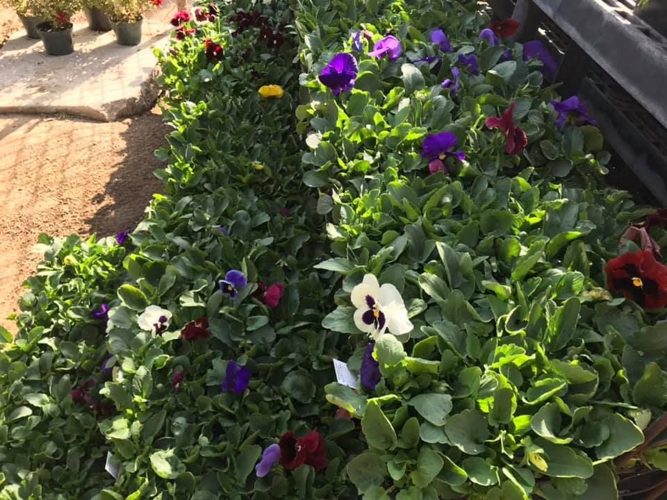 A bunch of flowers are growing in a garden.