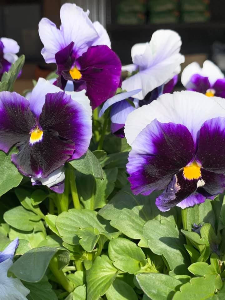 A bunch of purple and white flowers with a yellow center