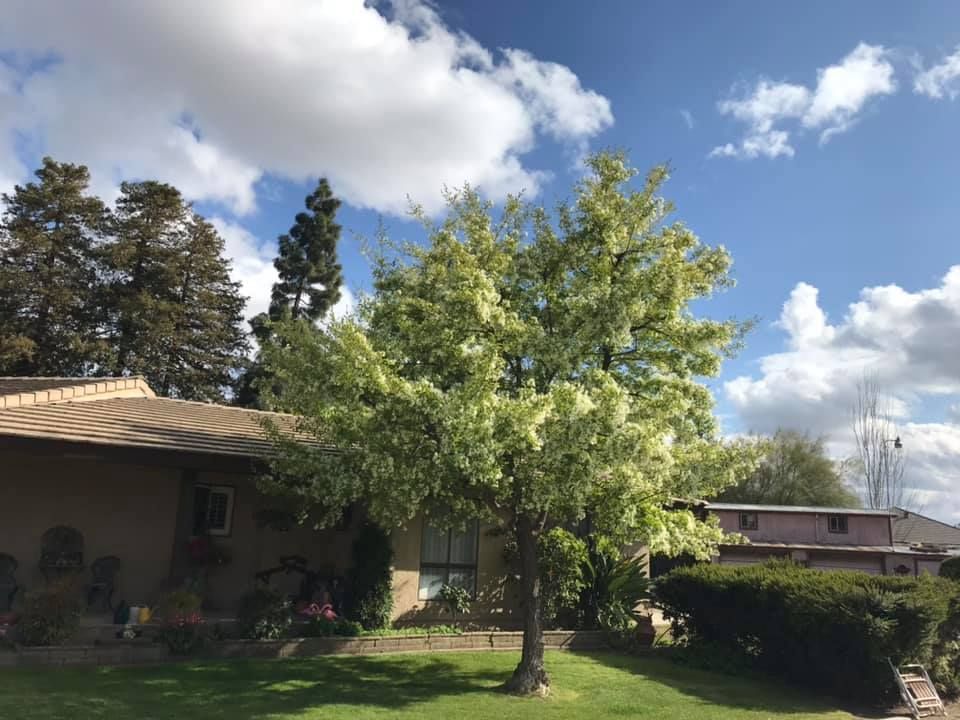 A house with a tree in front of it on a sunny day