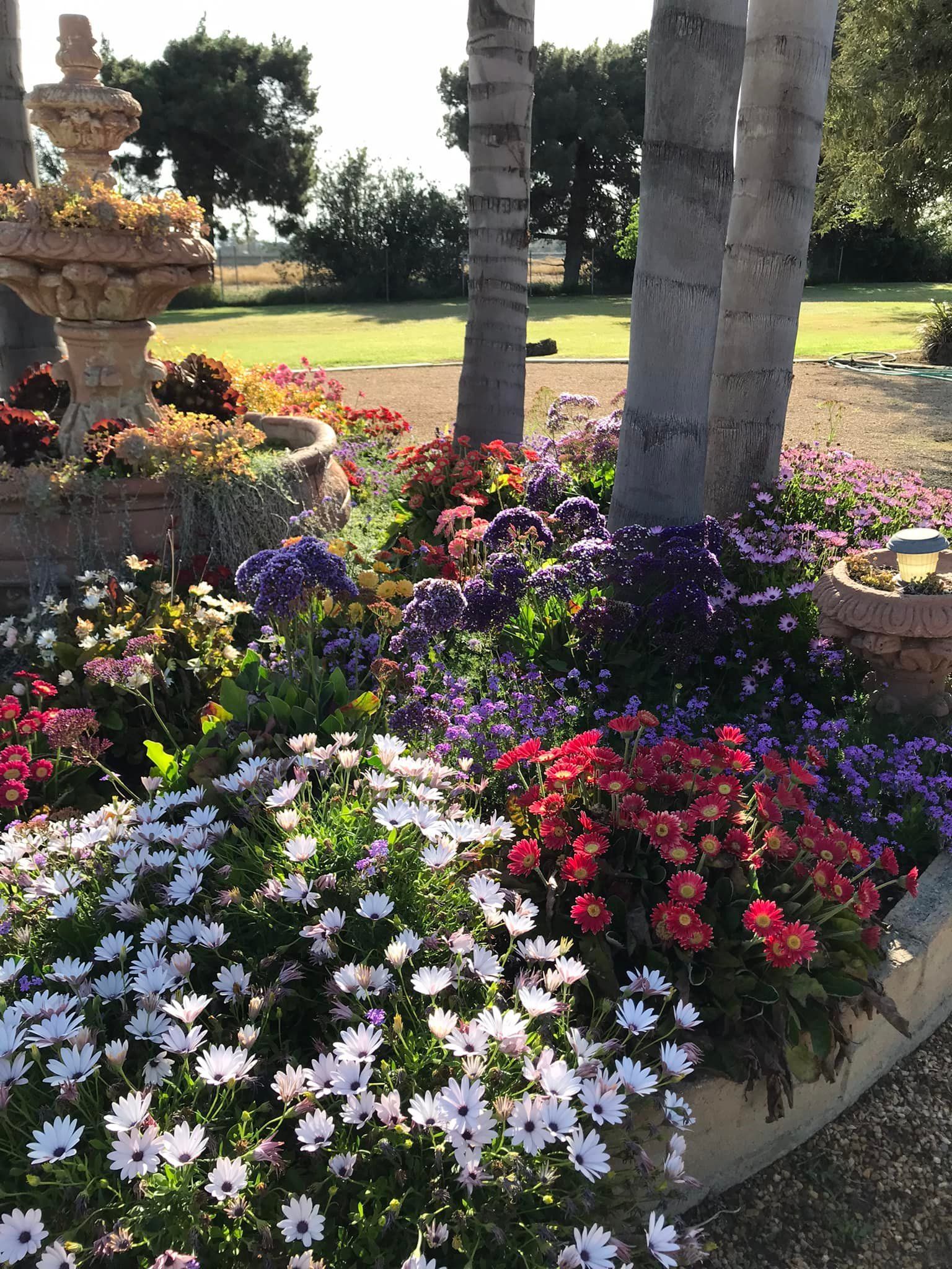 A garden with lots of flowers and a fountain in the background