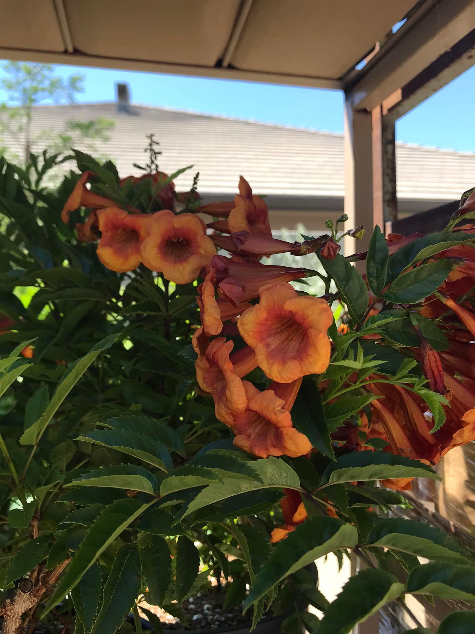 A close up of a plant with orange flowers and green leaves