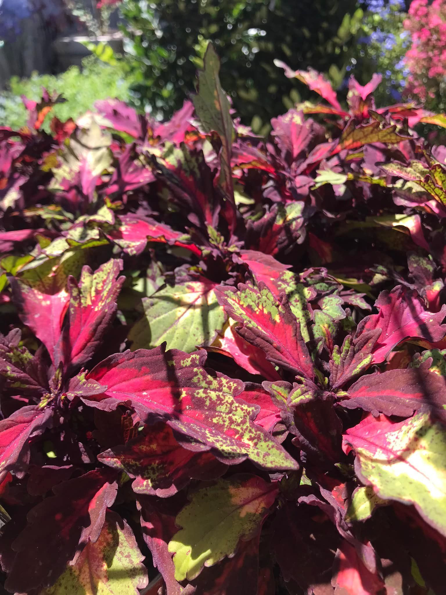 A close up of a plant with red and green leaves.