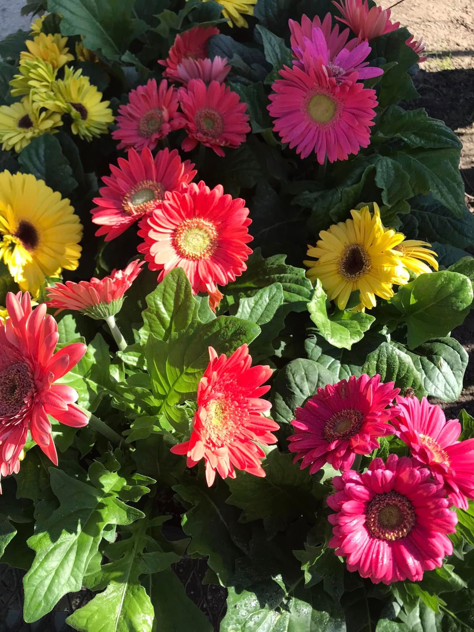 A bunch of different colored flowers are growing in a garden.