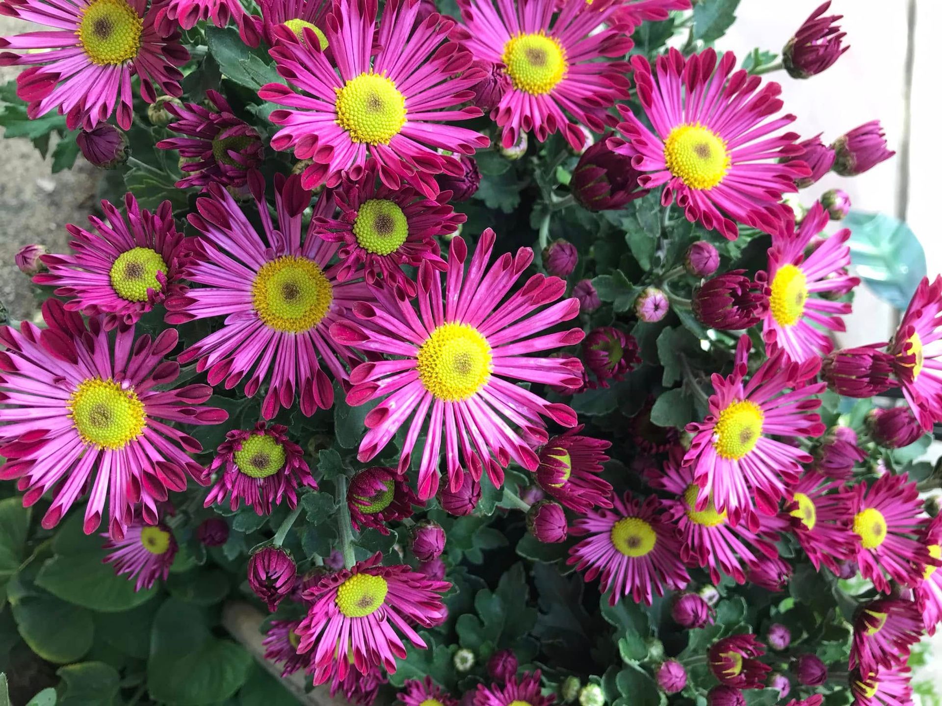 A bunch of purple flowers with yellow centers