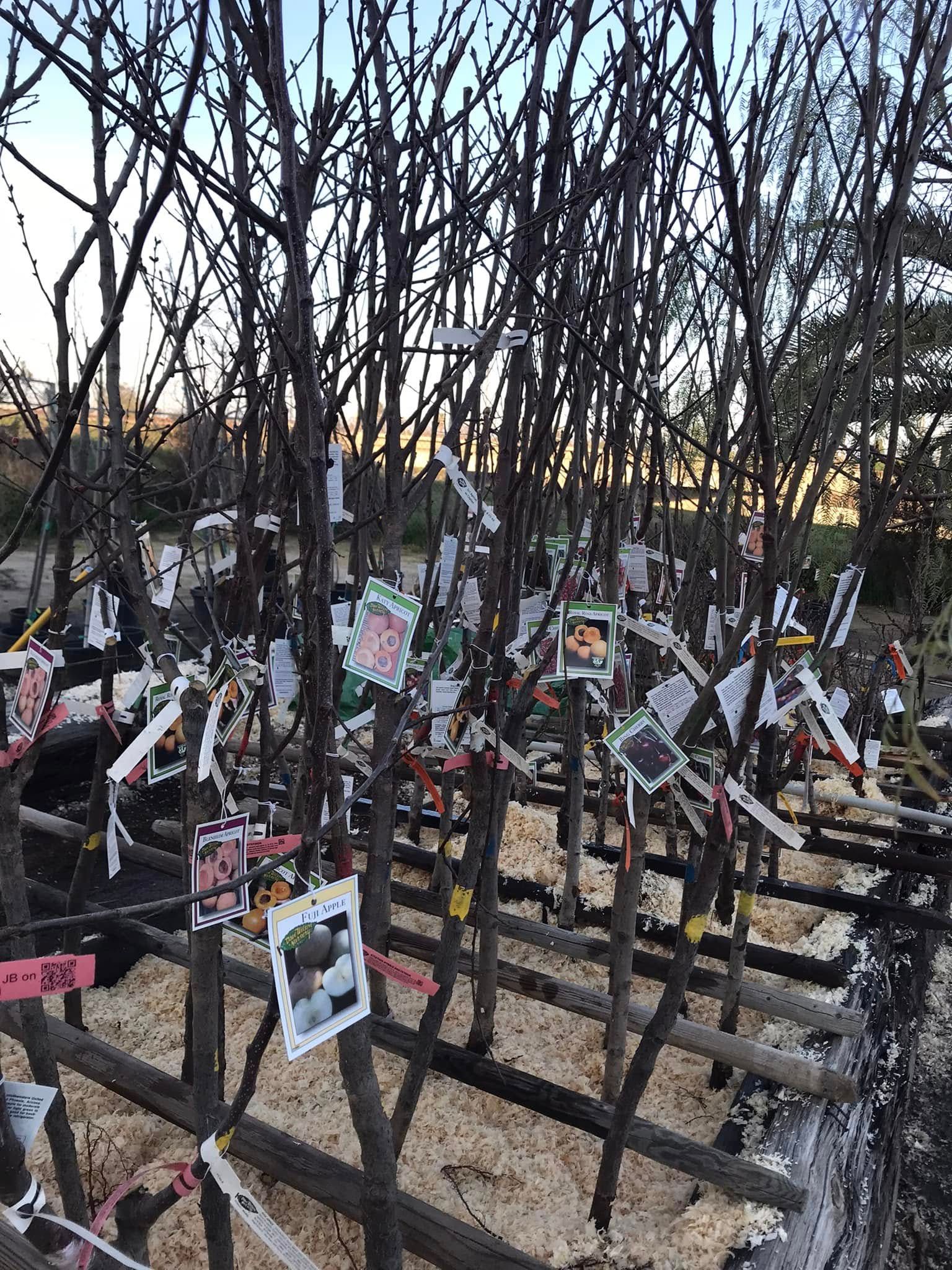 A bunch of trees with pictures hanging from them.