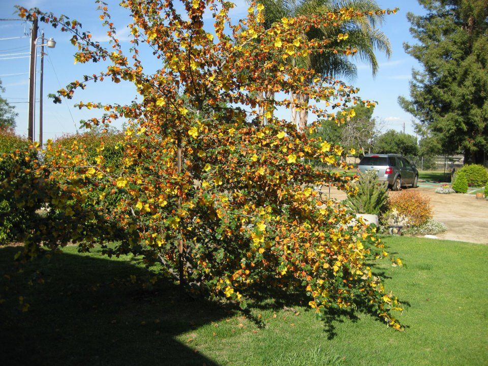 A car is parked under a tree with yellow flowers