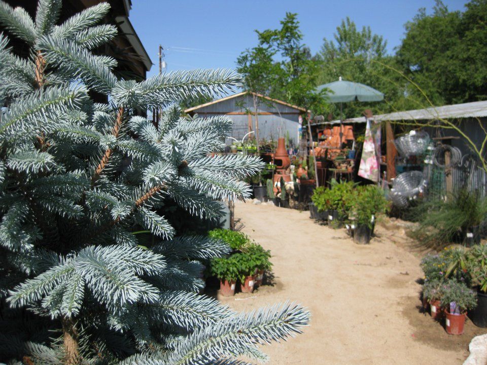 A garden filled with lots of potted plants and trees
