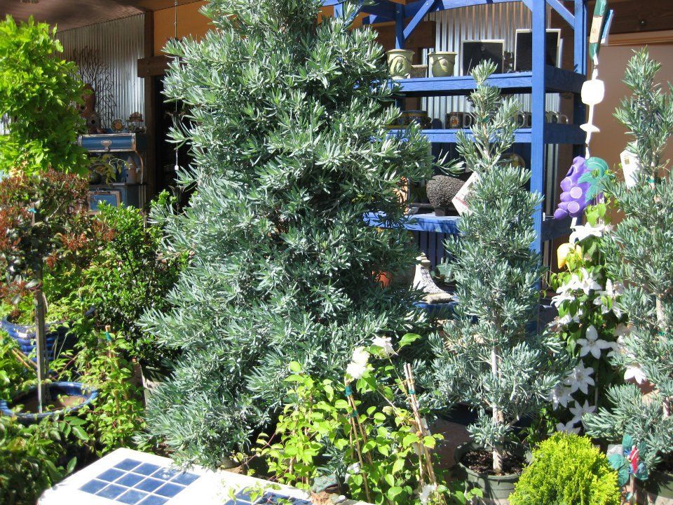 A garden with lots of plants and a blue fence