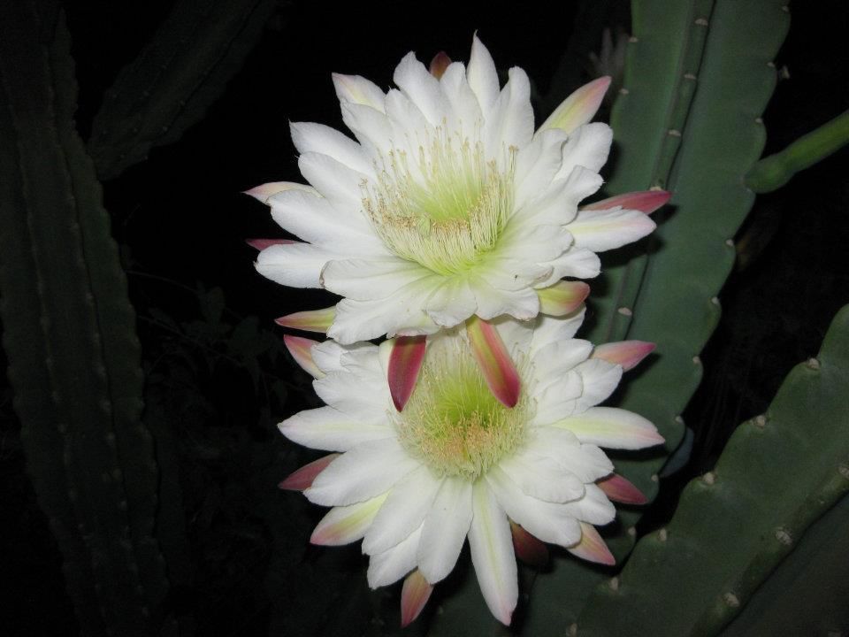 A close up of two white flowers on a cactus