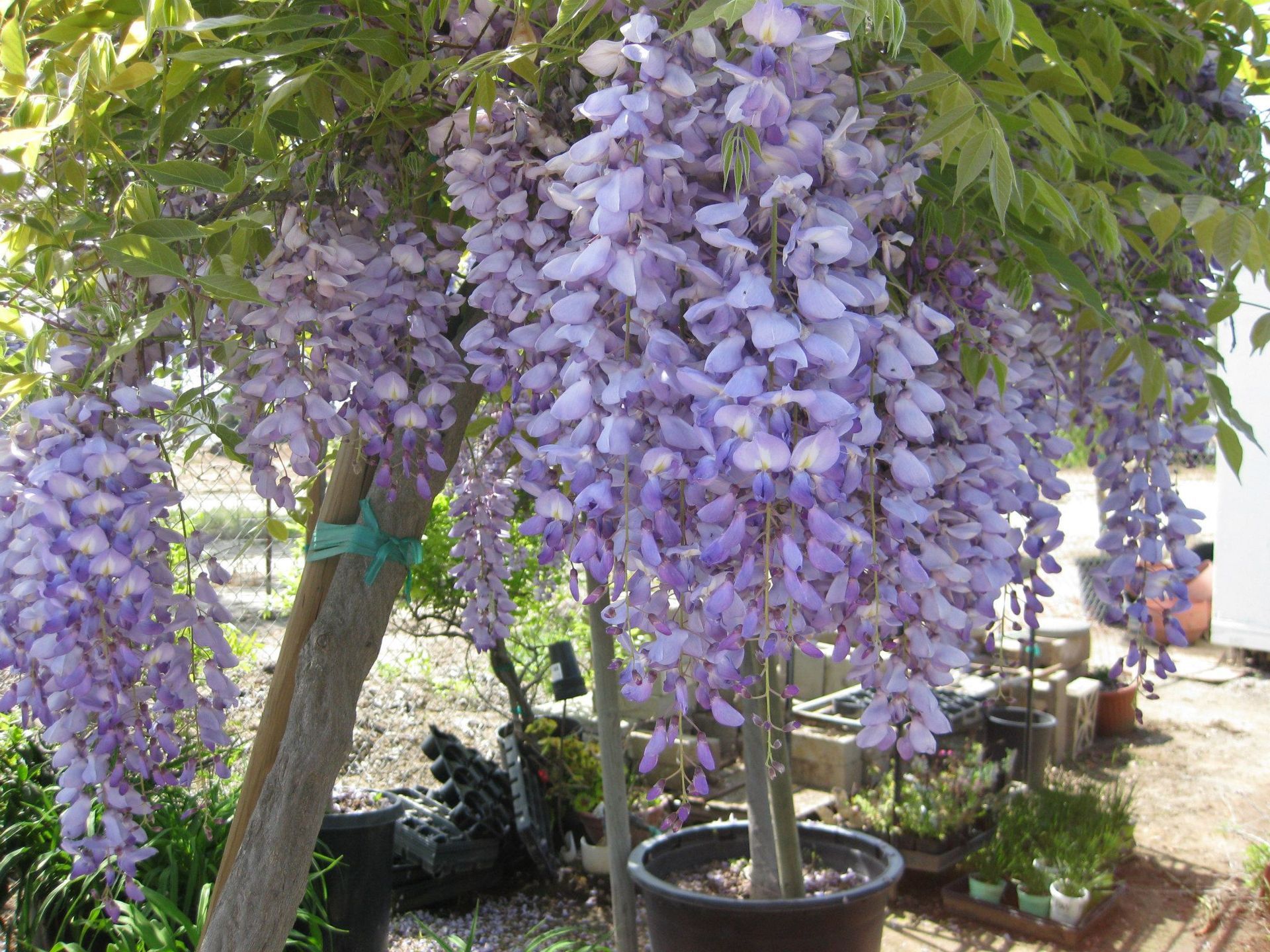 A tree with purple flowers hanging from it