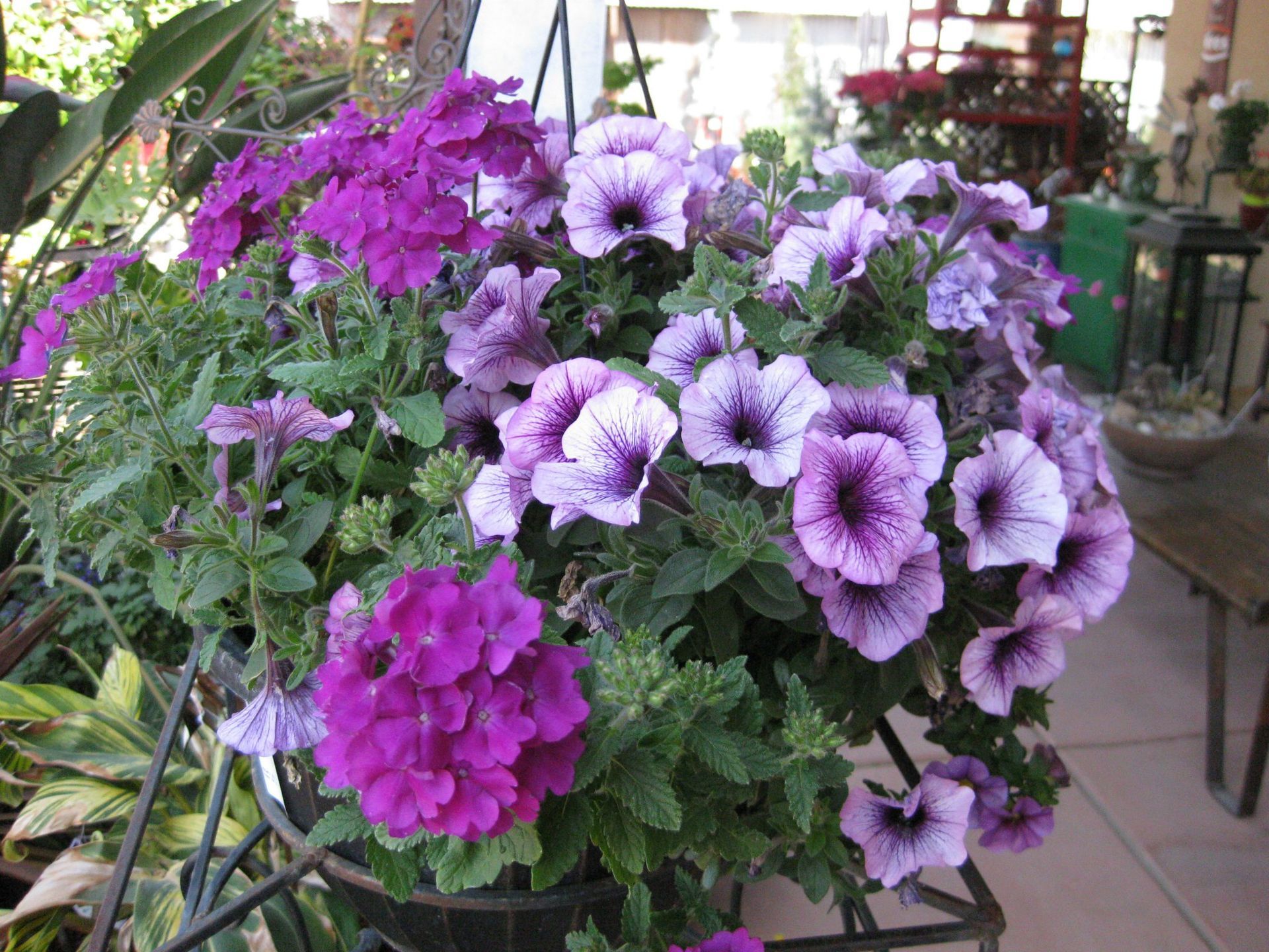 A potted plant with purple flowers and green leaves