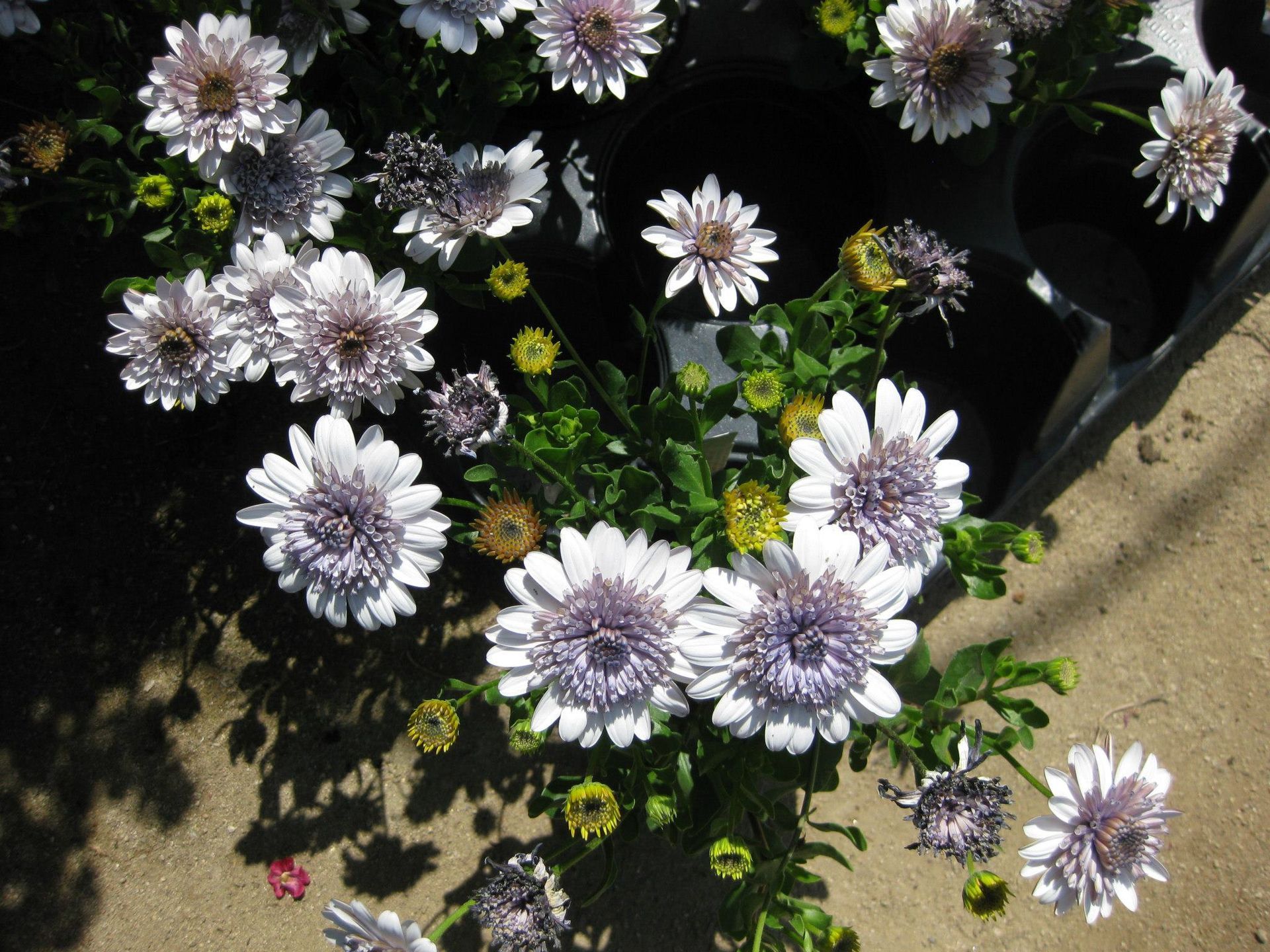 A bunch of white flowers with purple centers