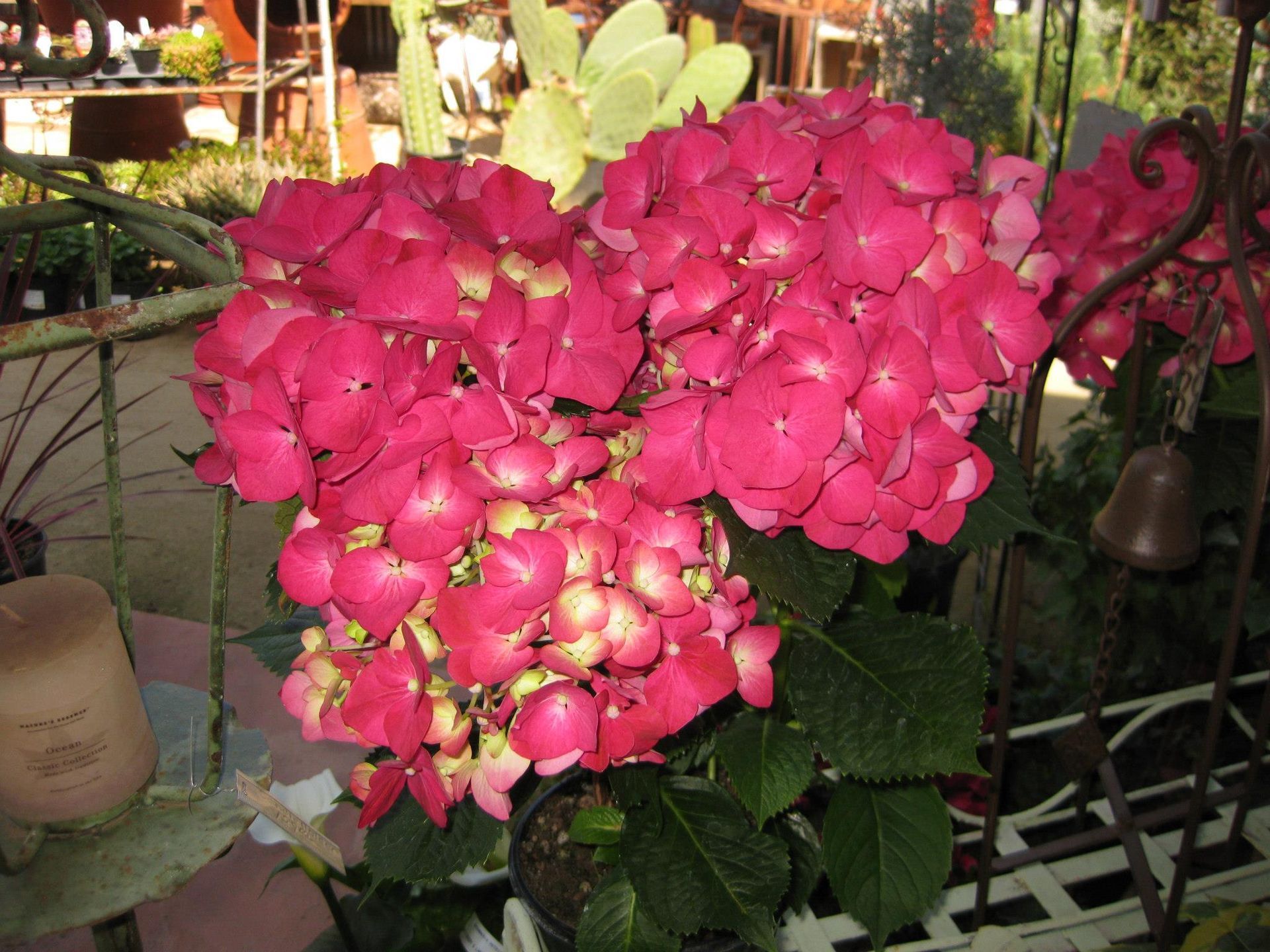 A close up of a pink flower with green leaves