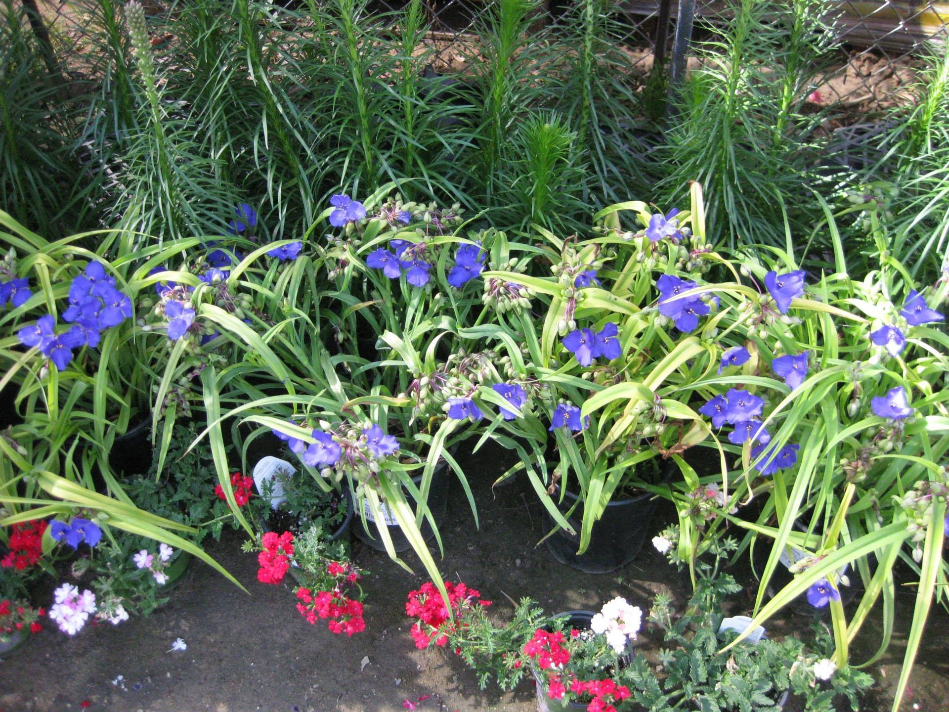A garden with purple flowers and red white and blue flowers