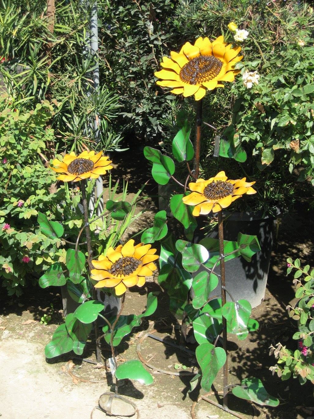 A bunch of sunflowers are growing in a garden