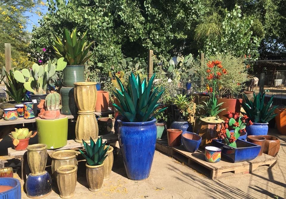 A bunch of potted plants are sitting on a table.