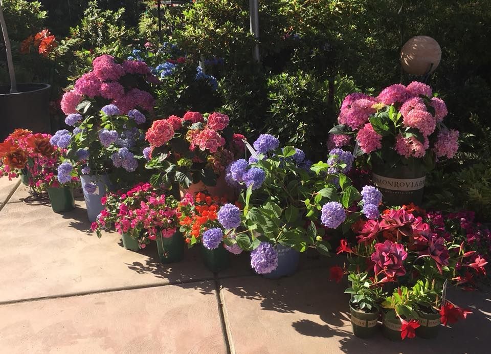 A bunch of potted flowers are lined up on a sidewalk