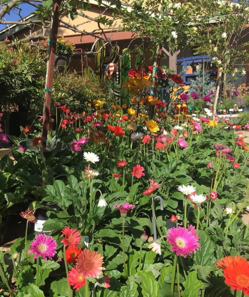 A bunch of flowers are growing in a garden