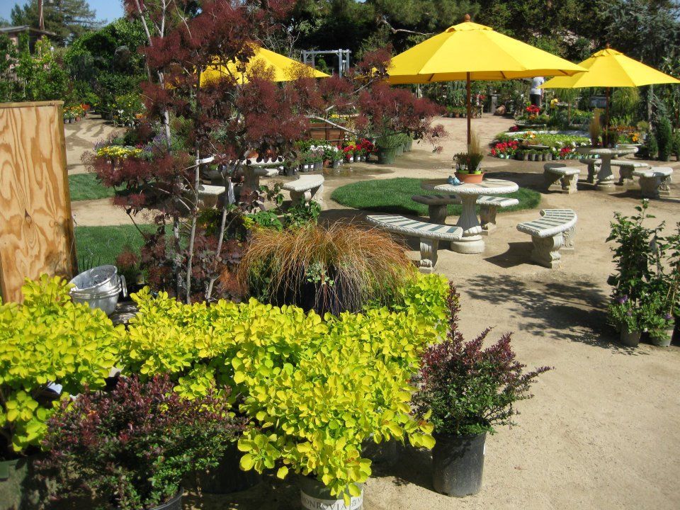 A garden with lots of potted plants and yellow umbrellas