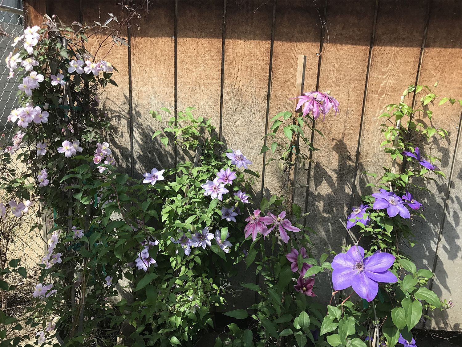 Purple flowers are growing in front of a wooden fence.