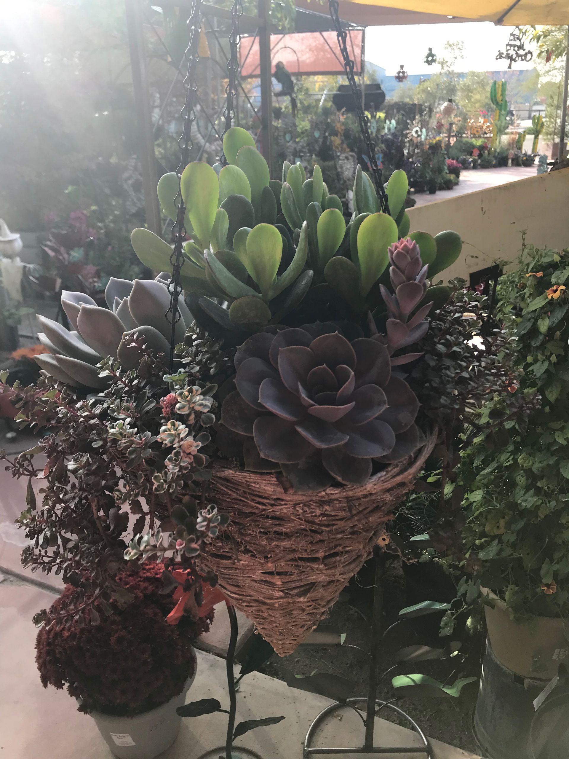 A bunch of potted plants are sitting on a table.
