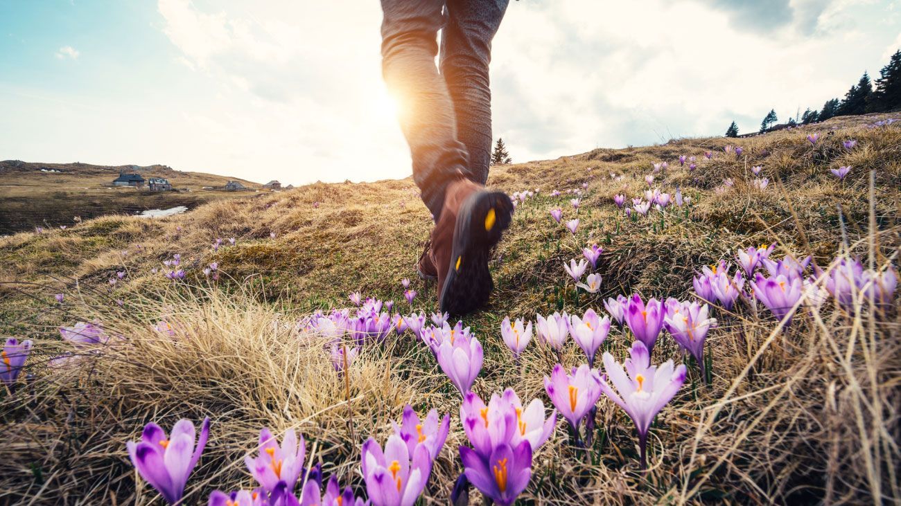 A person is walking through a field of purple flowers