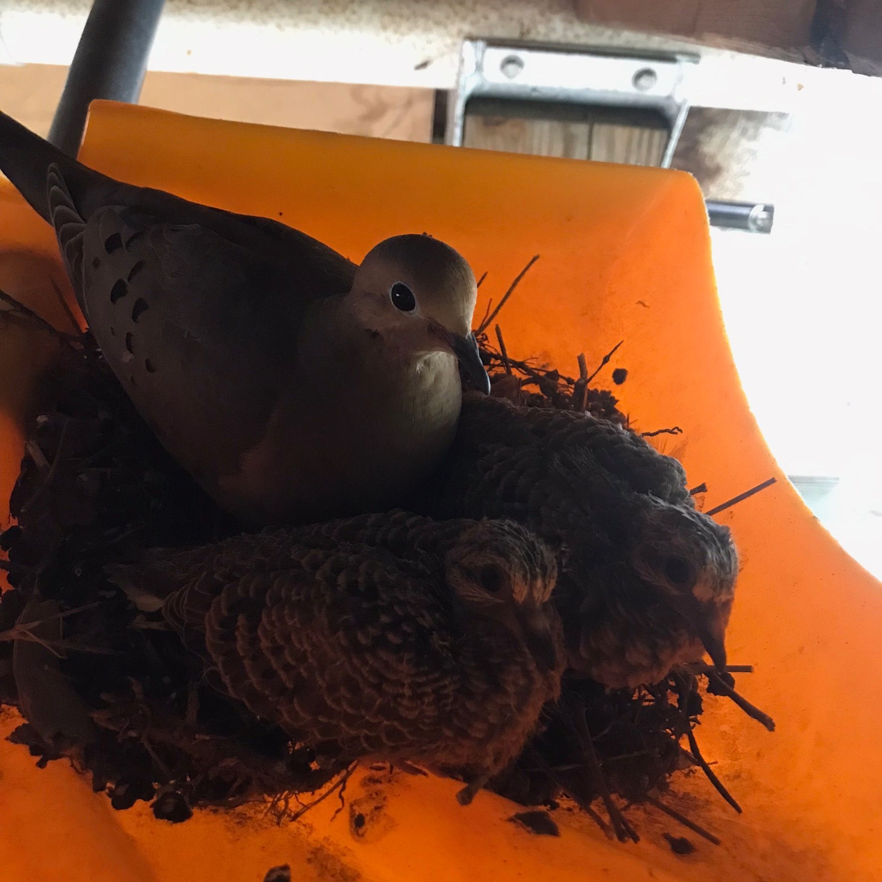 Two birds nesting on an orange shelf under a metal bracket