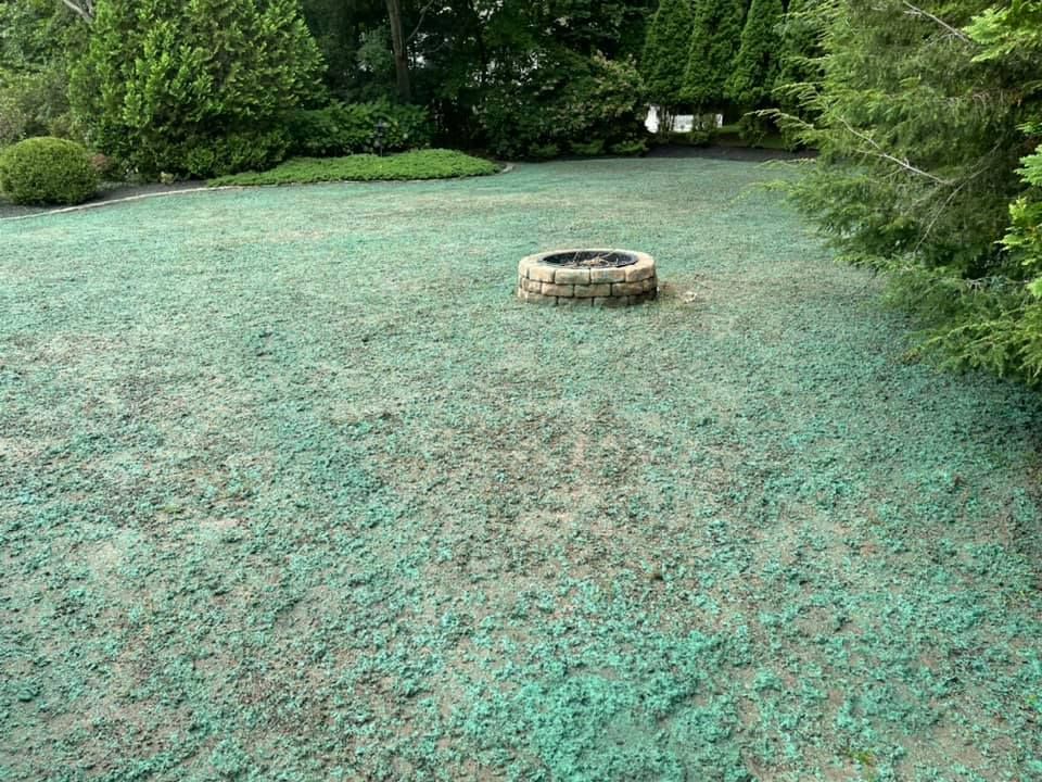 Hydroseeded lawns