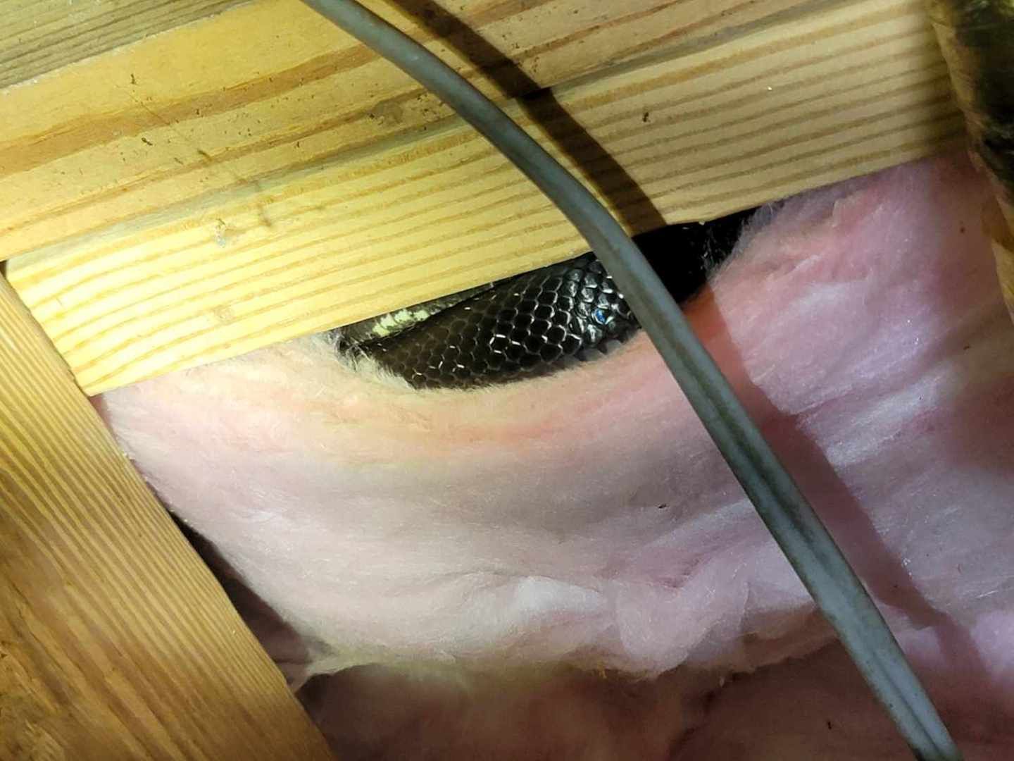 A snake is crawling through a hole in the ceiling of a house.