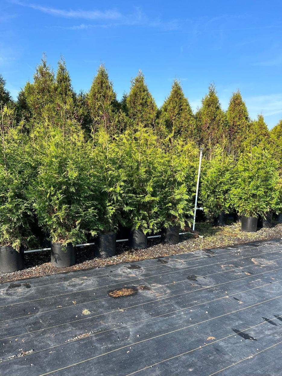 A row of trees in pots in a garden