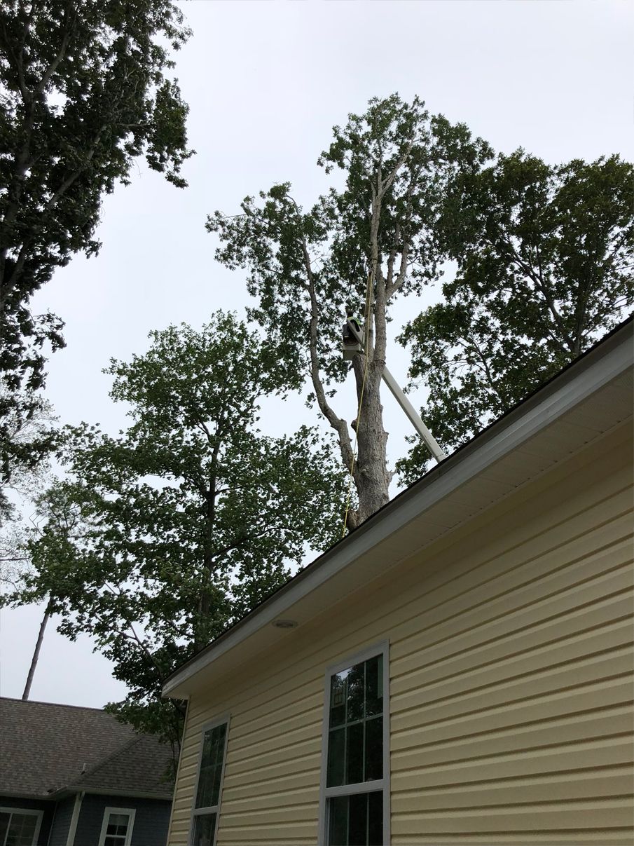 A house with a tree on the side of it