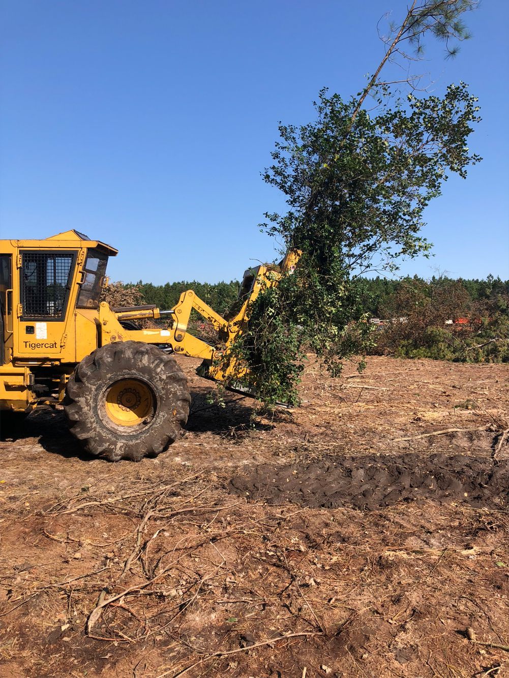 A yellow tractor is cutting down a tree in a field.