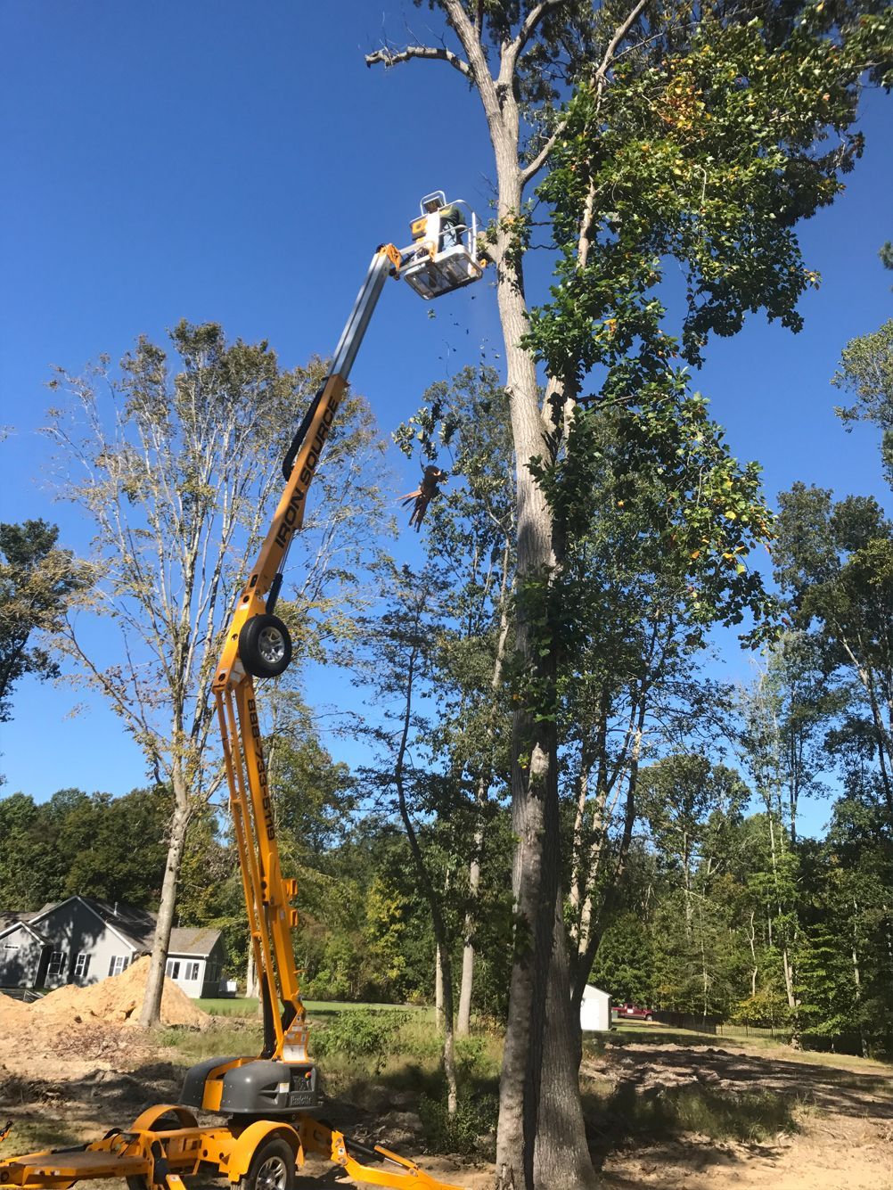 A man is cutting a tree with a crane.