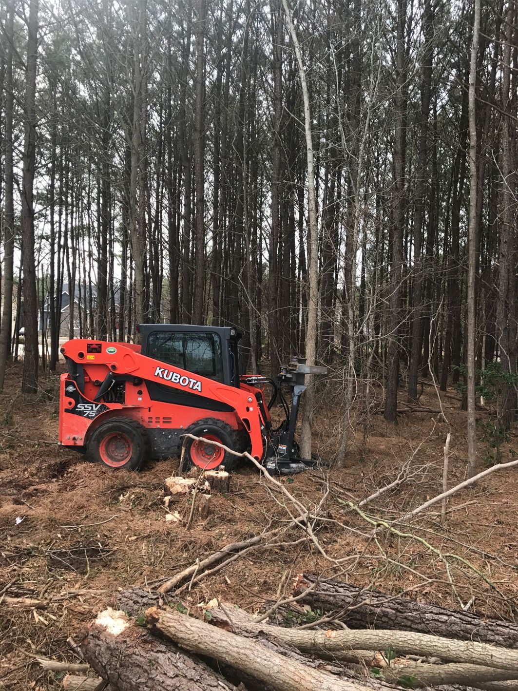 A bobcat is cutting down trees in the woods.