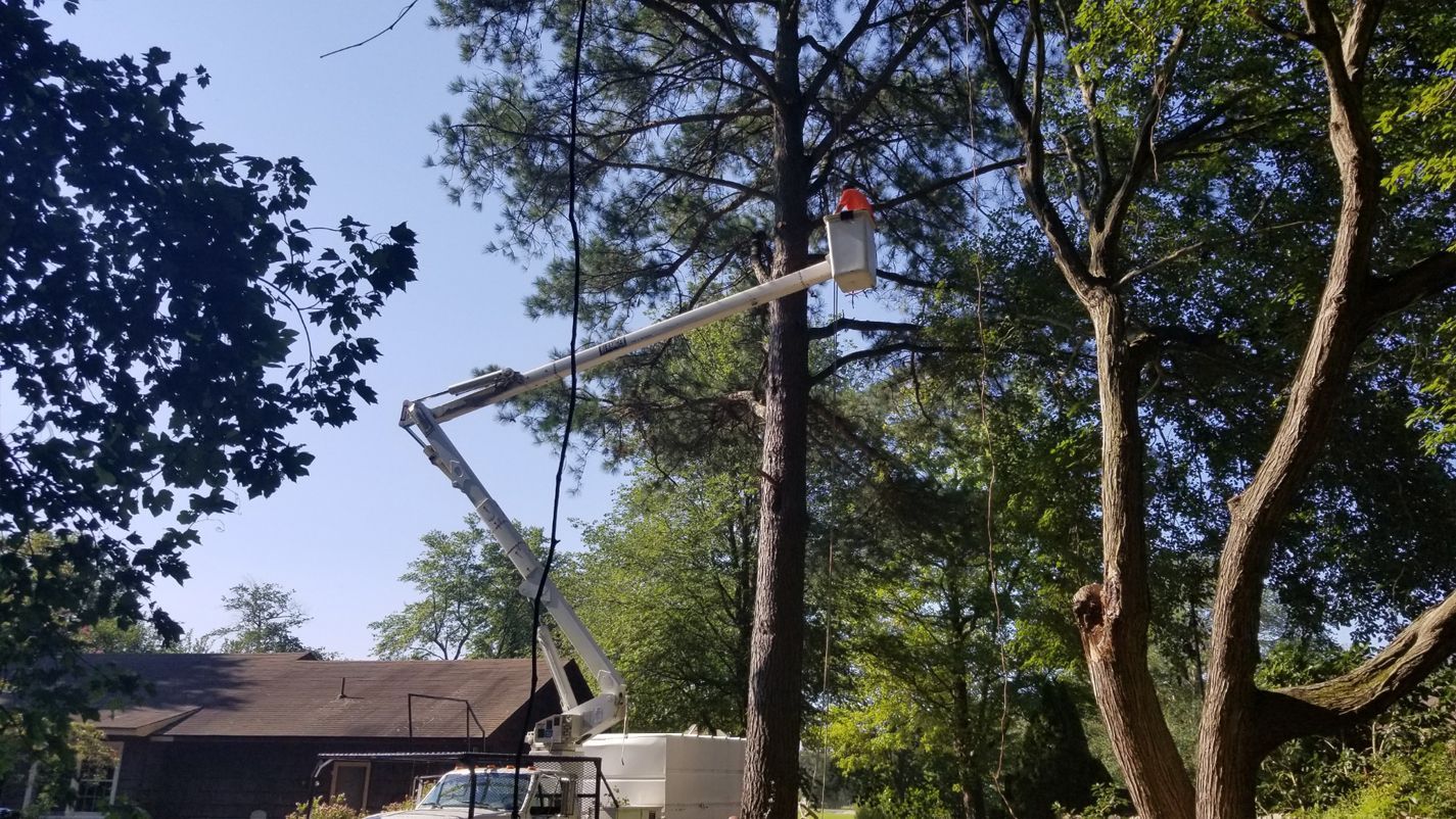 A man is cutting a tree with a crane in front of a house.
