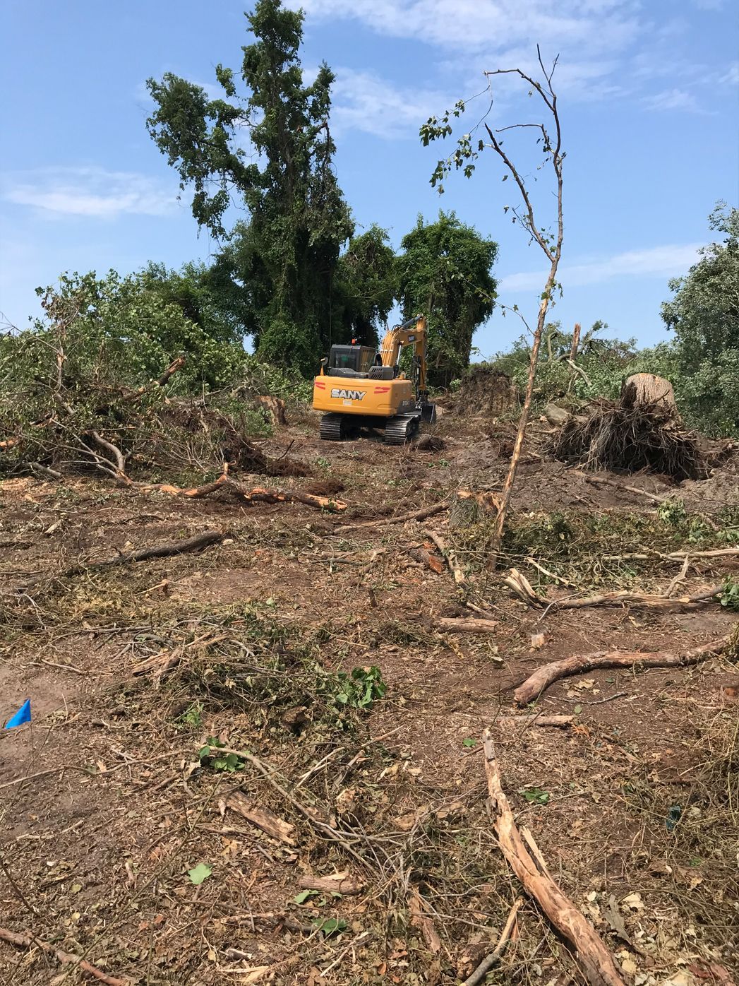A bulldozer is cutting down trees in a field.